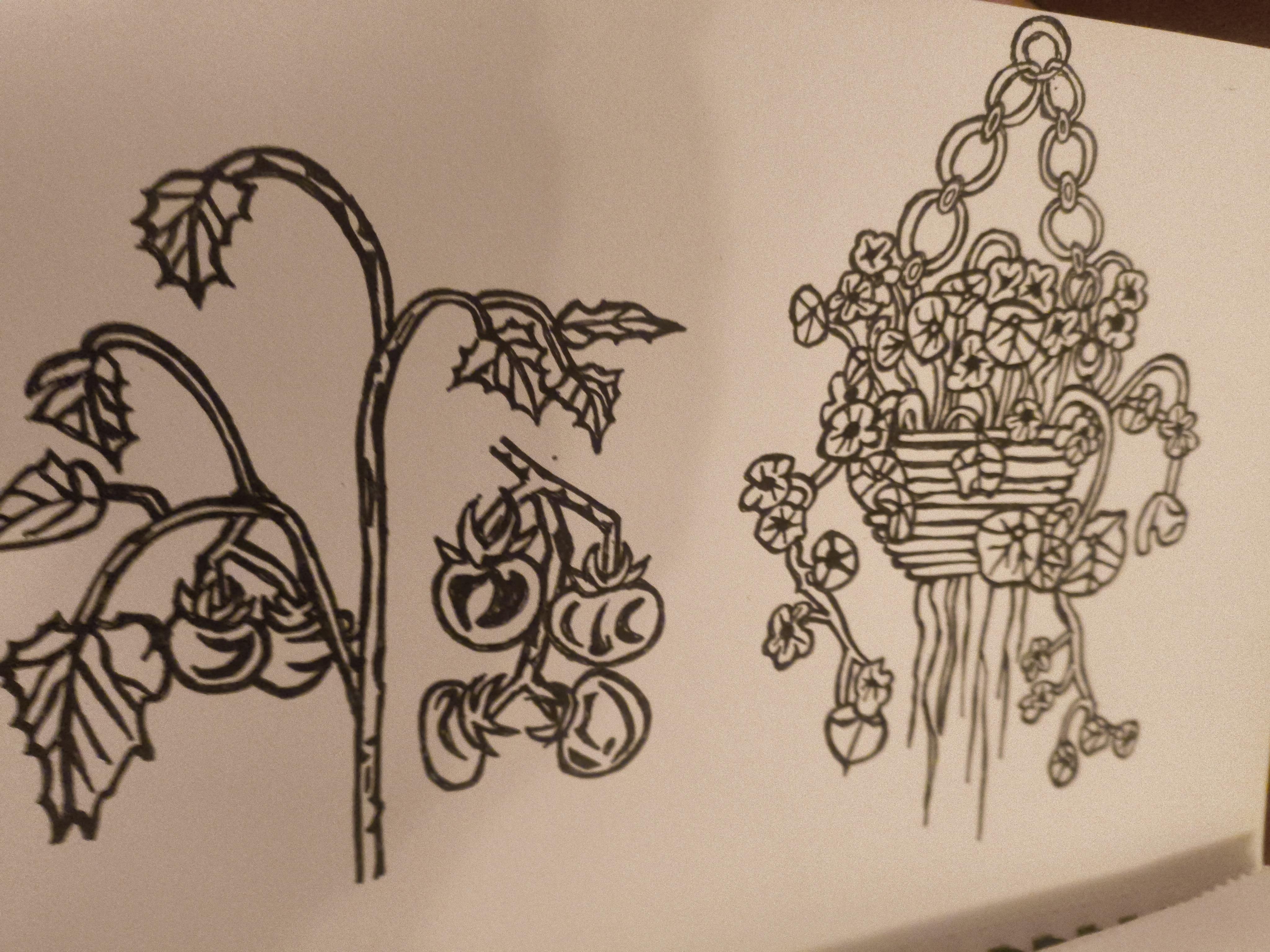 Pen drawing of a tomato plant and a hanging basket