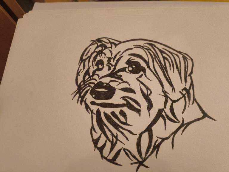 Pen drawing of a scruffy Jack Russell