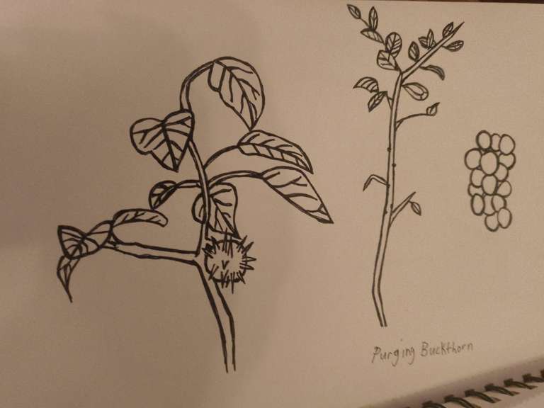 Pen drawing of plants