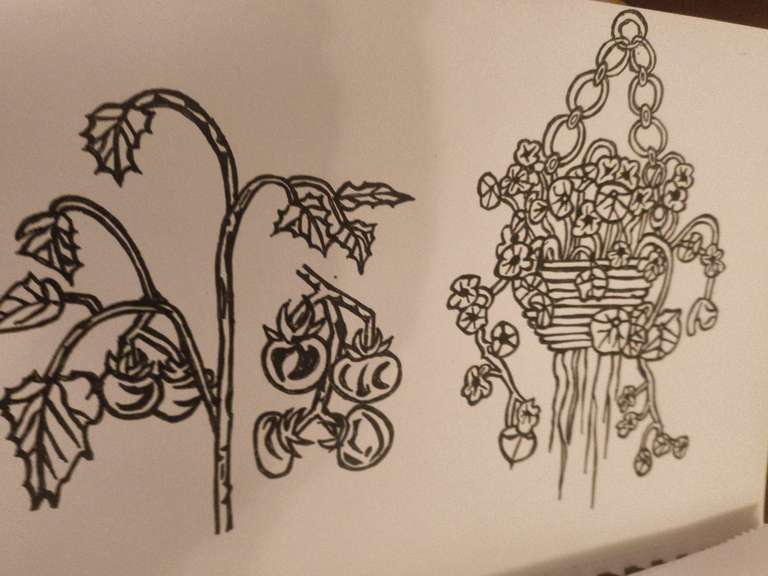 Pen drawing of a tomato plant and hanging basket