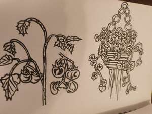 Pen drawing of a tomato plant and a hanging basket